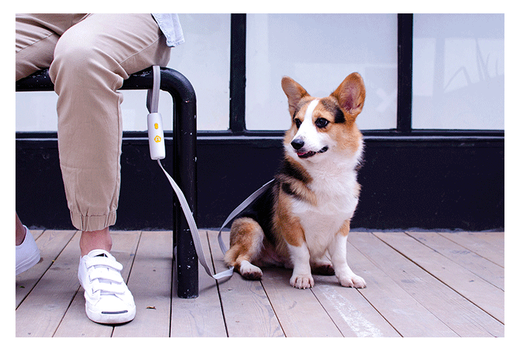 Pet Supplies New Dog Elastic Leash for Small and Medium-Sized Dogs