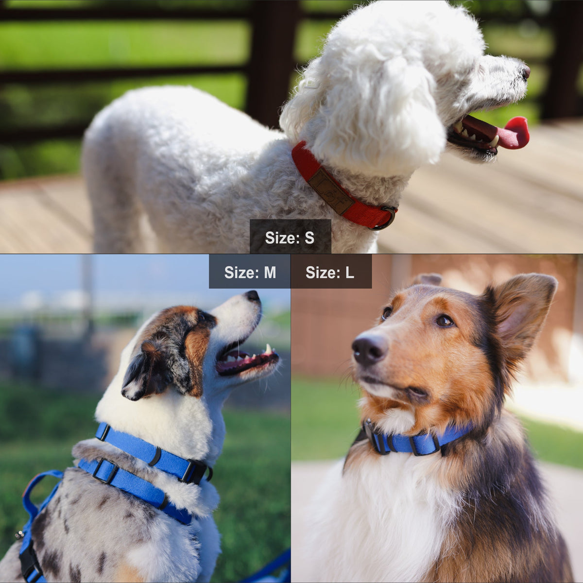 Lof Collar for Dogs – Premium 40-Stitch Webbing, All-Day Comfort & Durability