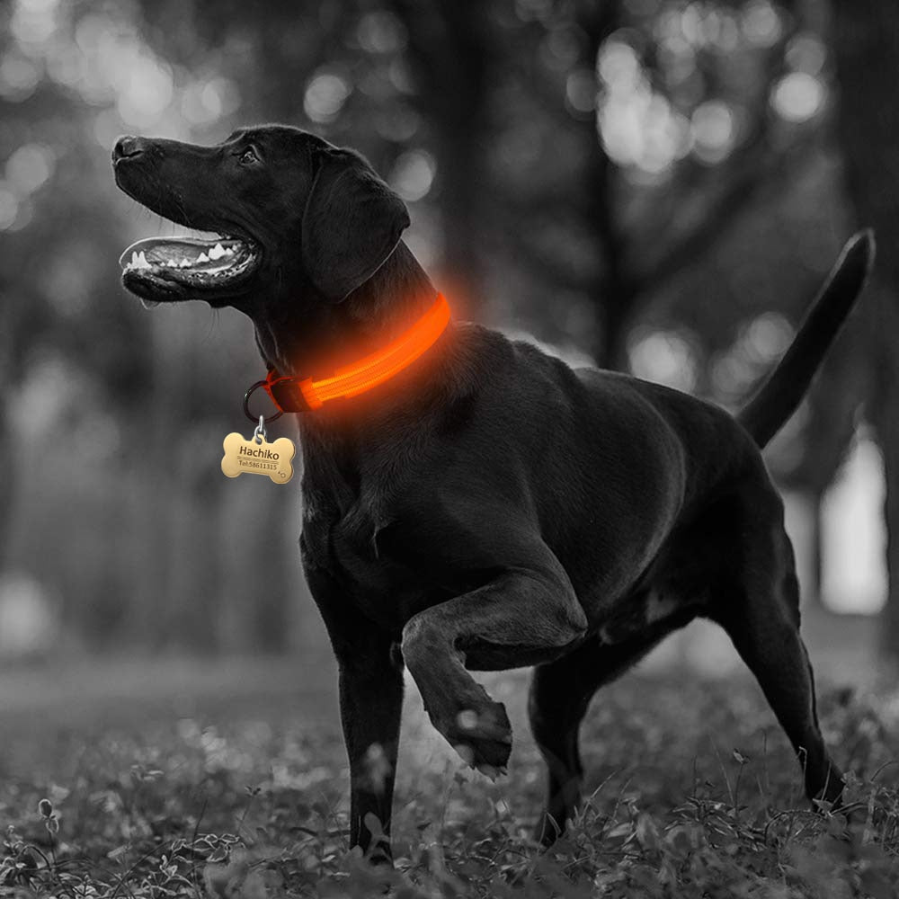 Nylon LED Dog Collar, 2-Piece Set