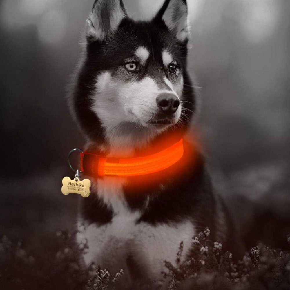 Nylon LED Dog Collar, 2-Piece Set